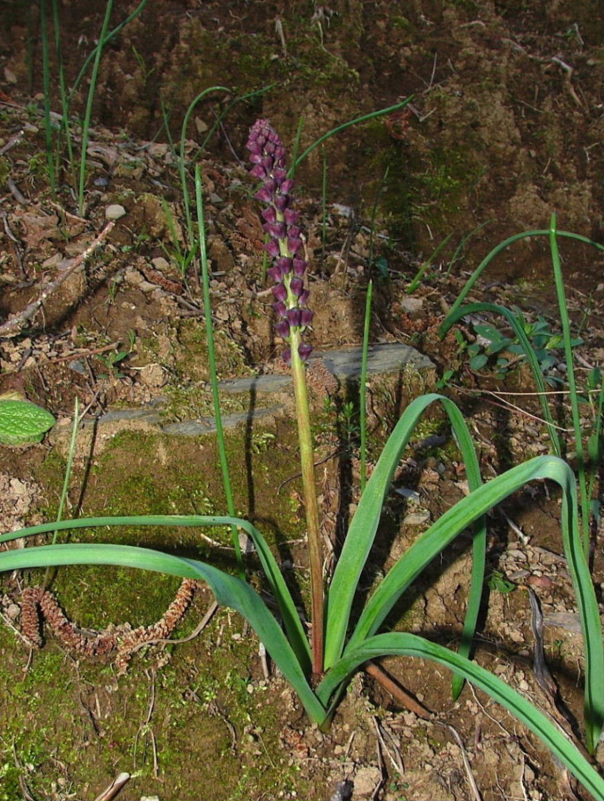 Asparagacea - Muscari comosum